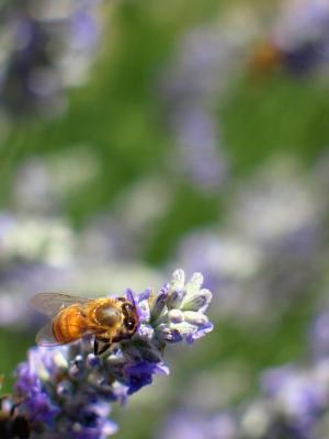 Bee on lupine