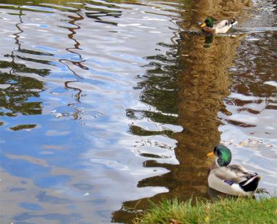 Ducks at Bishop Park