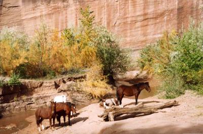Horses at Canyon de Chelly