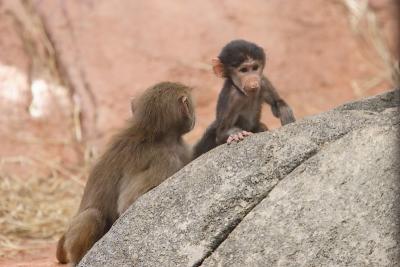 Baby Baboon