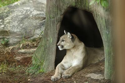 Cougar-0001.jpg