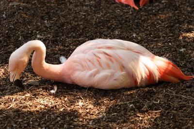 Flamingos-0006.jpg