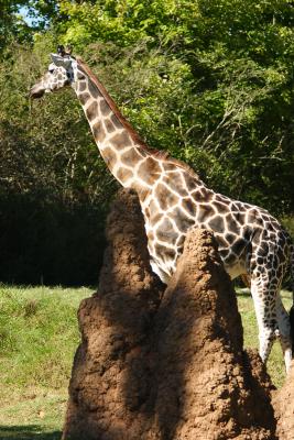 Giraffes-0002.jpg