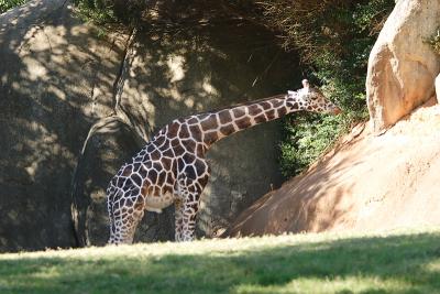 Giraffes-0004.jpg
