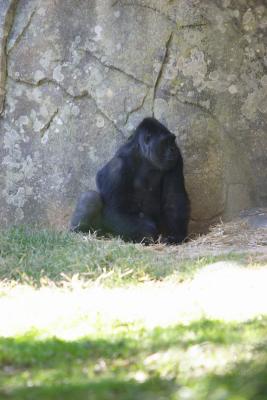 Gorillas-0004.jpg