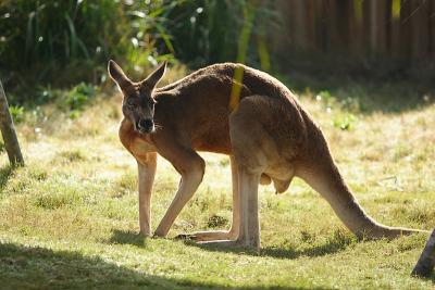 Kangaroos-0009.jpg