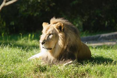 Lion-0005.jpg