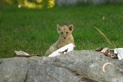 Lioness&Cubs-0008-after.jpg