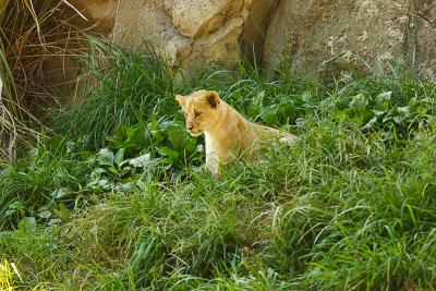 Lioness&Cubs-0010-after.jpg