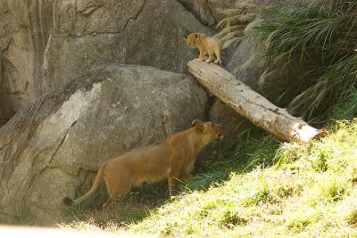 Lioness&Cubs-0013-after.jpg