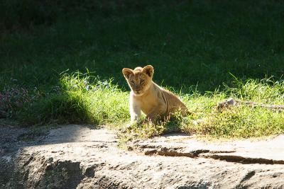 Lioness&Cubs-0020.jpg
