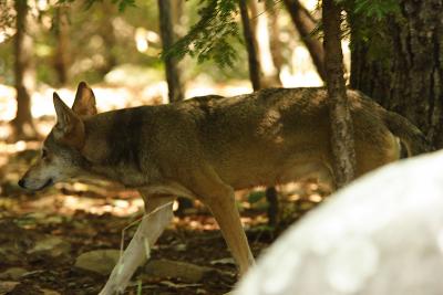 RedWolves-0002-after.jpg