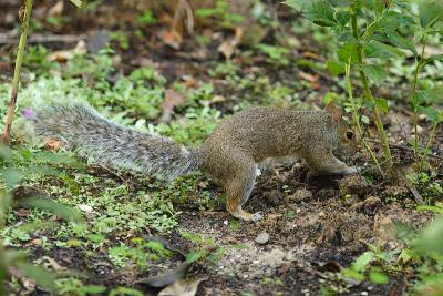 Zoo Squirrel 2