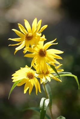 Flowers and plants at the zoo