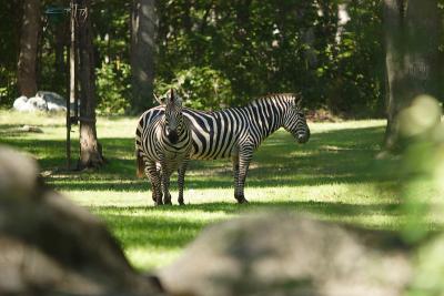 Zebras-0001-after.jpg
