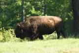 Bison-0009.jpg