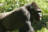 Gorillas-0002.jpg