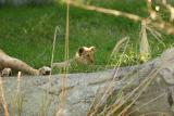 Lioness&Cubs-0005-after.jpg
