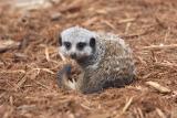 Meercats-0004-after.jpg