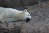 PolarBear-0001-after.jpg