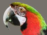 Bright Parrot