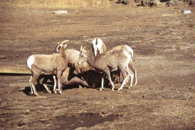 bighorn sheep