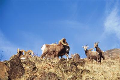 bighorn sheep