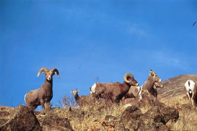 bighorn sheep