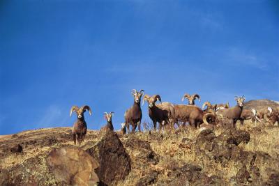 bighron sheep