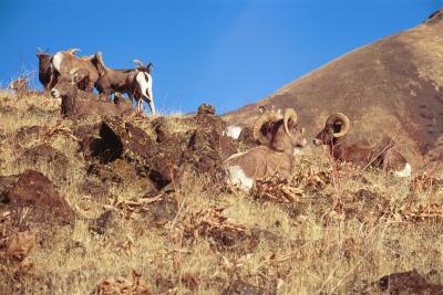 bighorn sheep