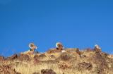 bighorn sheep