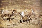 bighorn ram and ewe