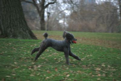Perky dog at central park