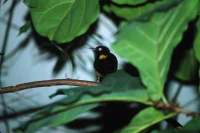 bird 2