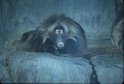 Baboon