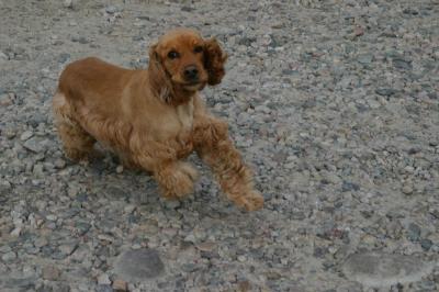 Victor is a perky Dog 1.JPG