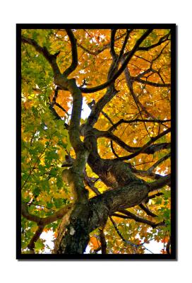 _MG_1971frame.jpg