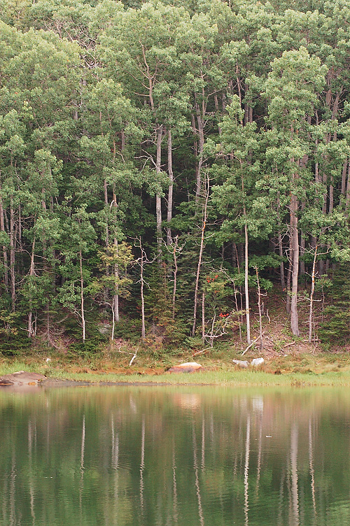 Shoreline - Brooksville Maine