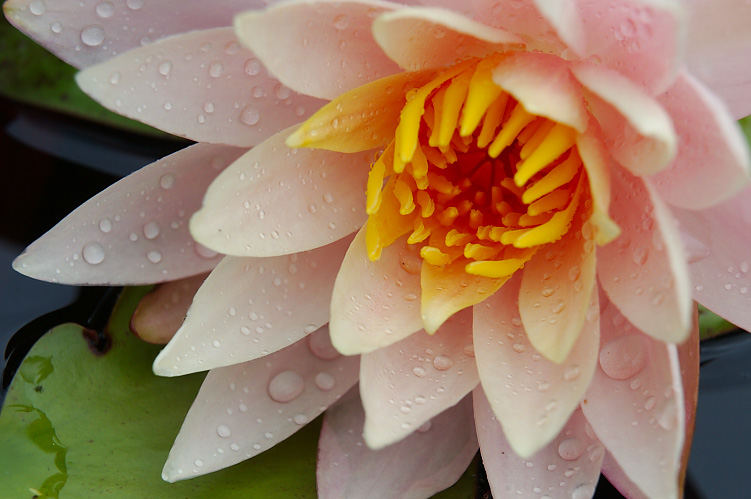 Water Lilly