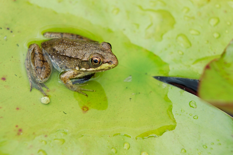 Frog on a Lilly Pad