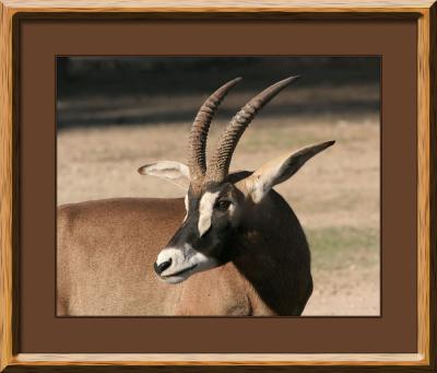 Roan Antelope