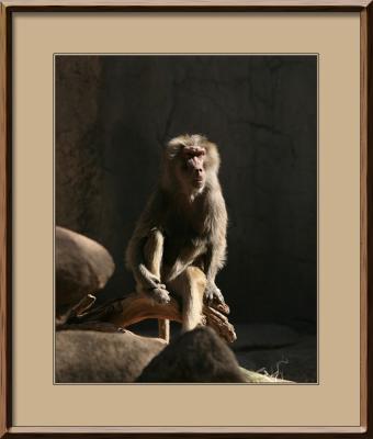 Baboon in Deep Thought