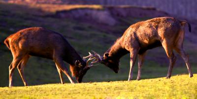 Indian Sambar Fighting