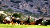 South African Sable Antelope