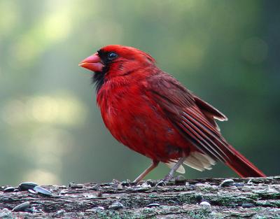 Sunrise Cardinal