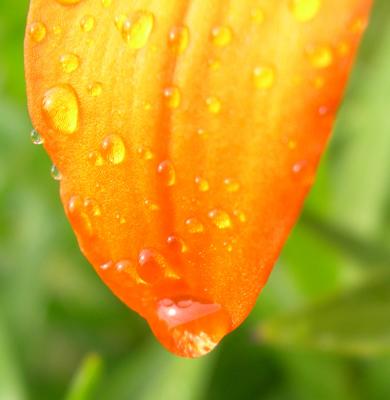 Orange flower w. raindrops