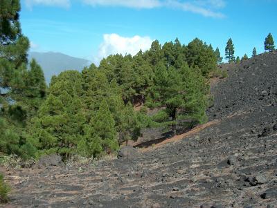 Parque Natural de Cumbre Vieja.  (9)