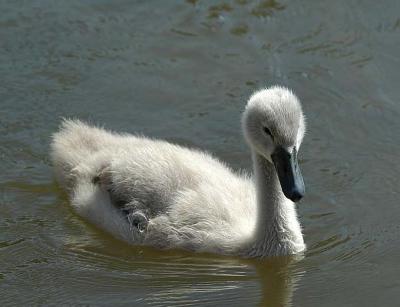 Cygnet 1.JPG