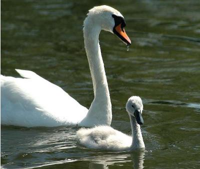 Swan with Cygnet.JPG