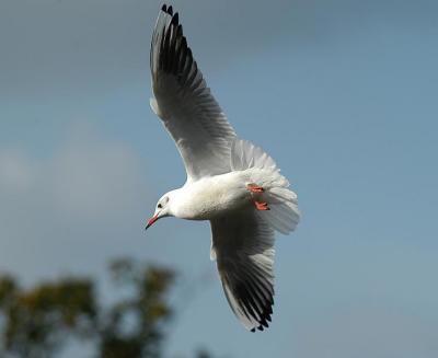 Gull in Flight 1.JPG
